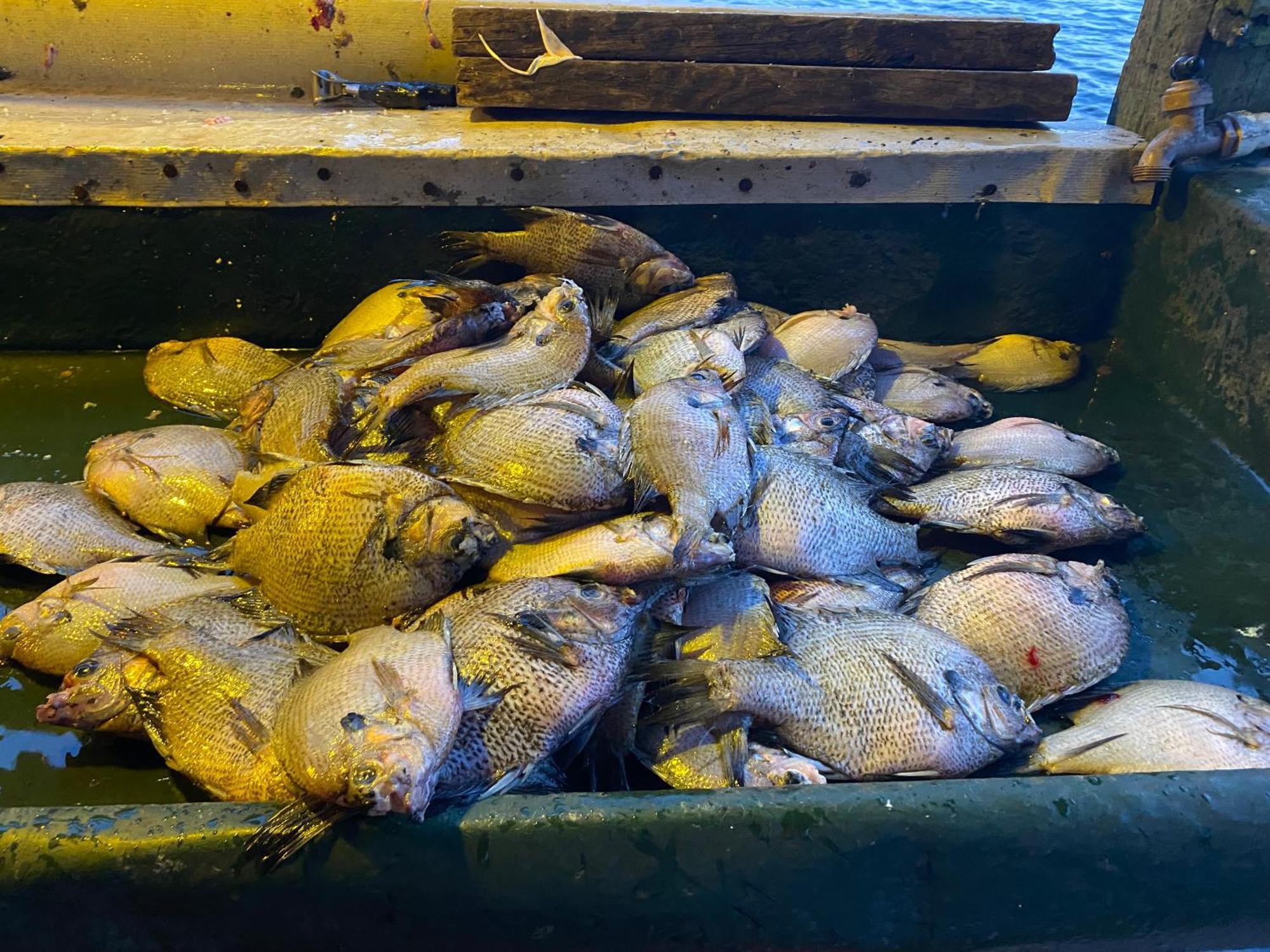 Stegbone'S Fish Camp And Resort Satsuma Экстерьер фото